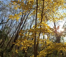 Škabrijel - zaključni izlet